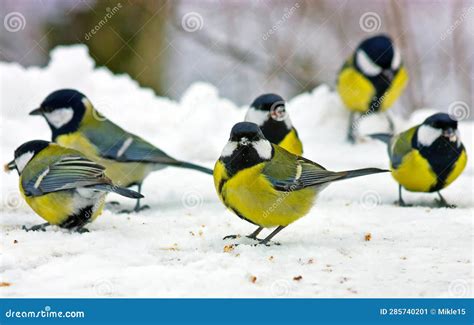 Great Tits In Winter Stock Image Image Of Perching