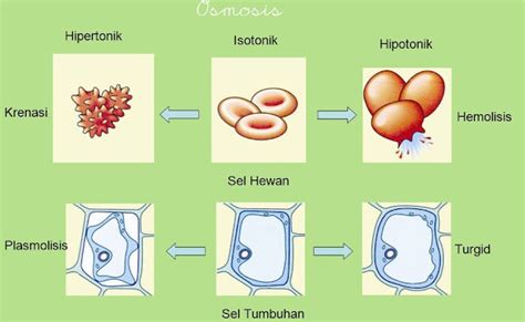 Aida2F Osmosis Krenasi Hemolisis Plasmolisis Turgid Osmosis Sel