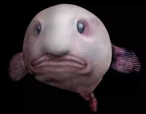 Ikan Blobfish Studyhelp