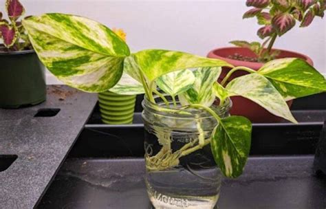 Marble Queen Pothos Care: The Ultimate Guide