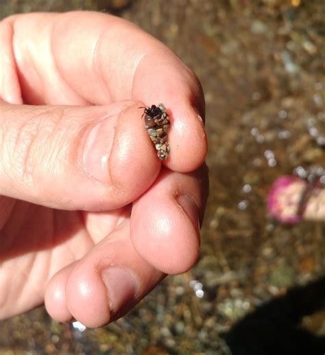 Bug Identification Tiny Crab Bug In Pacific Nw Makes Shell Out Of