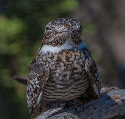 NeoVista Birding: A New Generation of Common Nighthawks