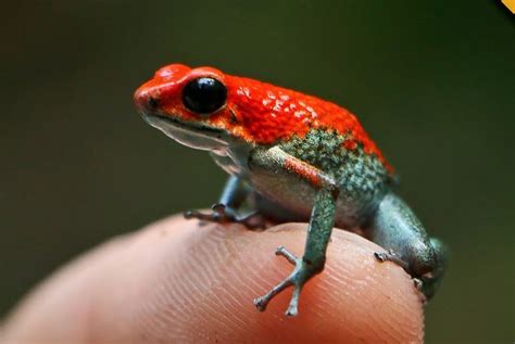 Poisonous Dart Frog (family Dendrobatidae) - Wildanimaltv