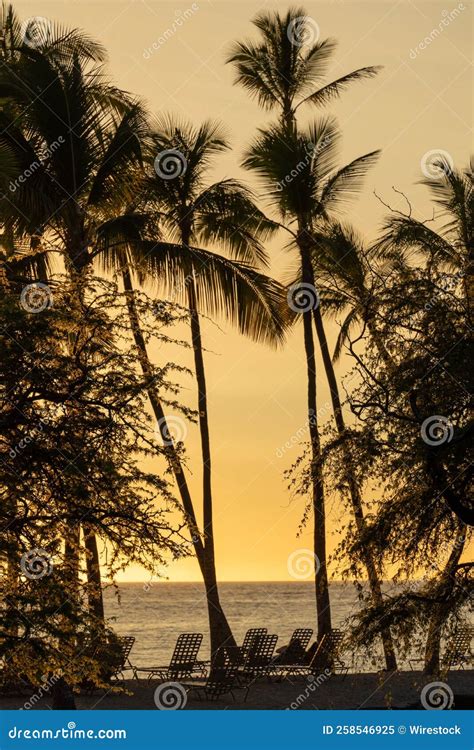 Palm Tree Silhouettes With Sunset Sky On The Background Stock Image