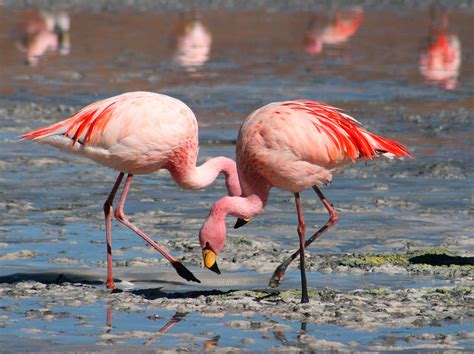 Фламинго: описание птицы, где обитают, сколько лет живут