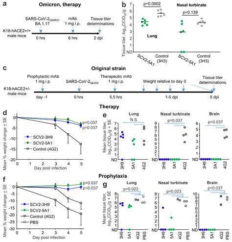 Viruses Free Full Text Monoclonal Antibodies Specific For Sars Cov 2 Spike Protein Suitable