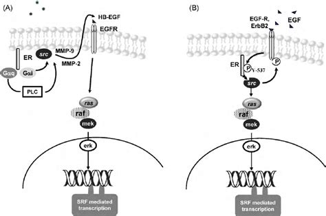 Two Models Of Er Mediated Egf R Pathway Activation The Model Proposed