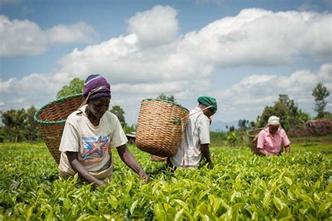 Livelihoods Building Resilient Communities And Ecosystems Alongside