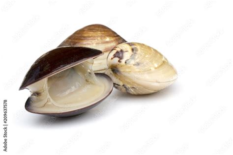 Image Of Fresh Enamel Venus Shell Meretrix Lyrata Isolated On White