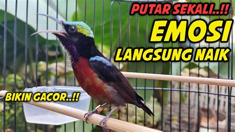 KONIN GACOR FULL ISIAN TEMBAKAN COCOK BUAT MASTERAN PANCINGAN