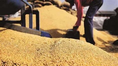 India To Export Record Wheat If Ukraine Crisis Drags On Mint