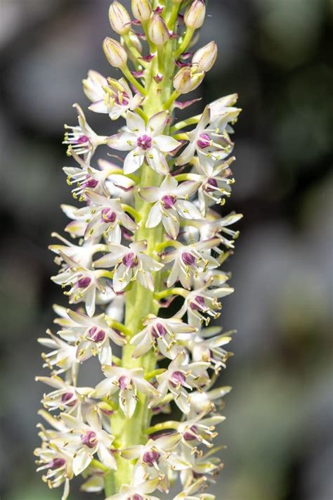 Pineapple Lily Eucomis Flowers Stock Photo - Image of head ...