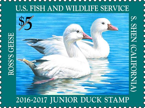 Federal Junior Duck Stamp Art