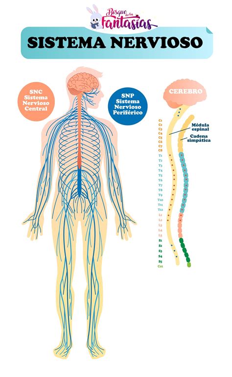 El Sistema Nervioso Esquemas Partes Y Funci N Para Ni Os Sistema