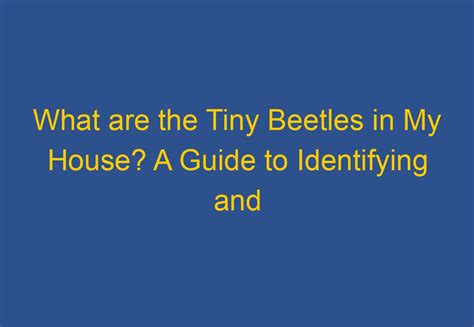 What Are The Tiny Beetles In My House A Guide To Identifying And