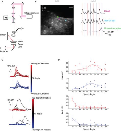 Two Photon Calcium Imaging Of Tectal Responses To Moving Bars A