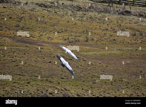 Black-necked cranes flying in the Phobjikha Valley, Bhutan Stock Photo ...