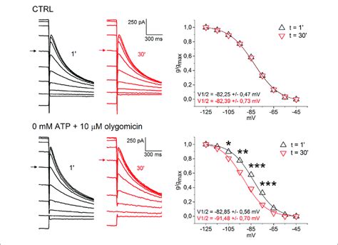 Low Intracellular Atp Causes A Negative Shift In Ih Activation Curve