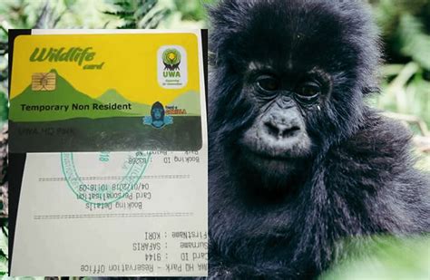 How Are Gorilla Permits Allocated In Africa Bwindi Impenetrable