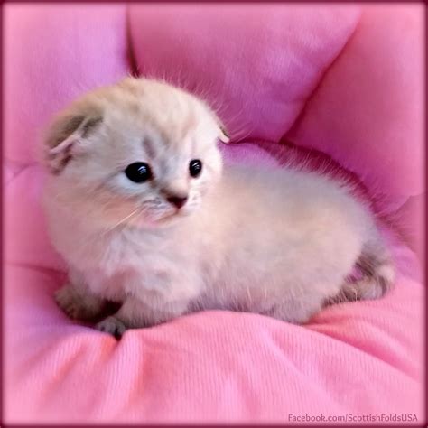 Scottish Fold Munchkin Kittens For Adoption