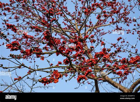 Silk Cotton flower also known as Bombax Ceiba, Shimul. Spring flowers of Bangladesh Stock Photo ...