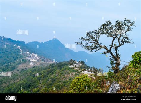 Hillside Pine Trees And Distant Mountains Mountain Winter Scene With