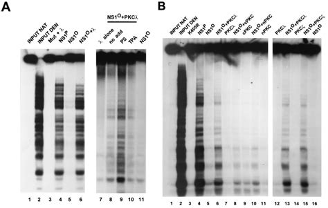 Reactivation Of Dephosphorylated NS1 For Helicase Activity A