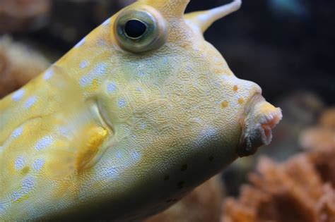 cowfish  stock photo public domain pictures