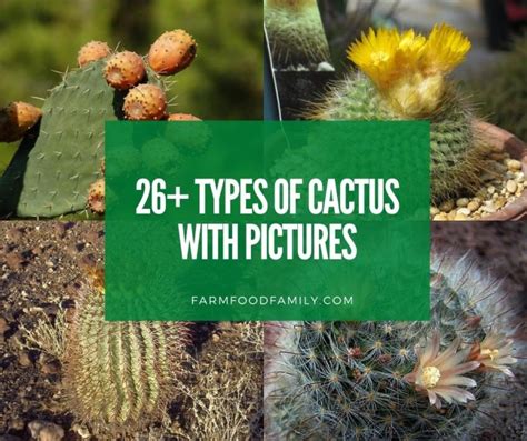 26 Types Of Cactus For Your Garden With Pictures Indoor Outdoor