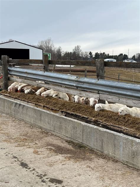 Feeding Practices In Sheep Osu Sheep Team