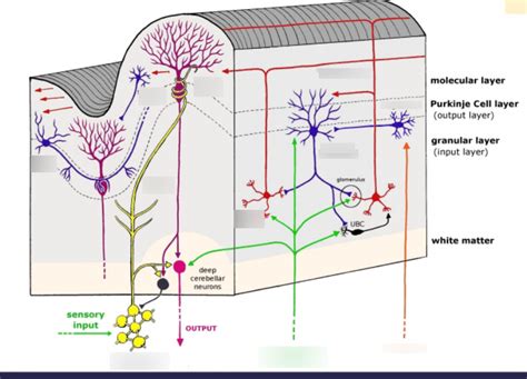 Cerebellar cortex Diagram | Quizlet