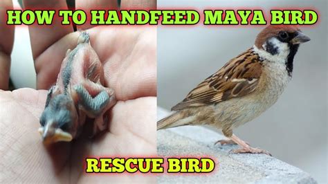 HOW TO HANDFEED MAYA BIRD YouTube