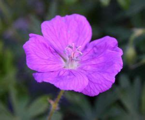 Geranium Sanguineum New Hampshire Purple Bloody Cranesbill From