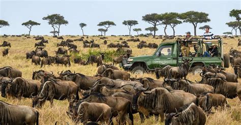 Days Masai Mara Lake Nakuru And Amboseli Budget Safari Getyourguide