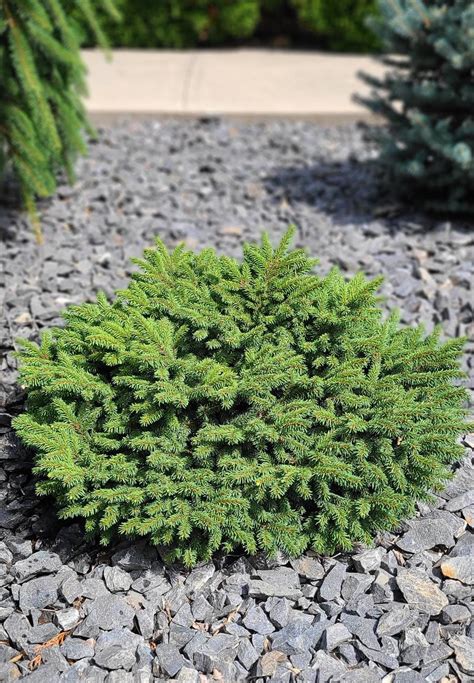 Spruce Dwarf Norway Falk Nurseries