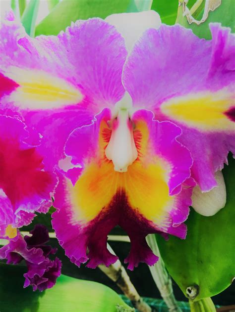 Love of Orchids | Smithsonian Photo Contest | Smithsonian Magazine