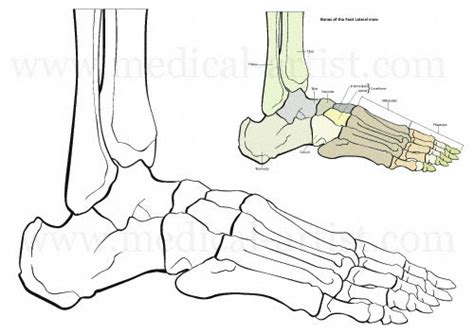 Traditional Pen And Ink Medical Illustrations Gallery Hand Draw By