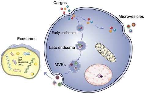 Frontiers The Roles Of Extracellular Vesicles In Major Depressive