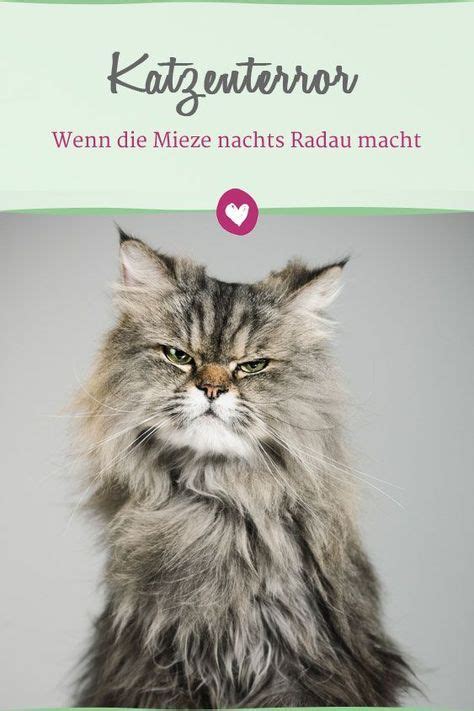 Katze Leckt Sich St Ndig Am After Information Online