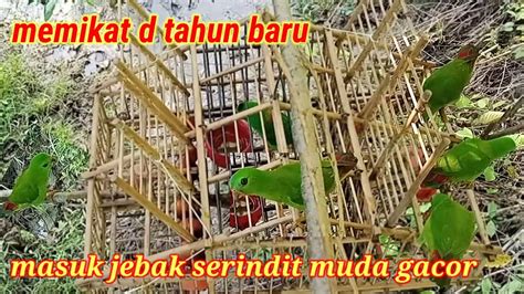 Menjebak Burung Serindit Dengan Sangkar Pikat Di Hari Tahun Baru