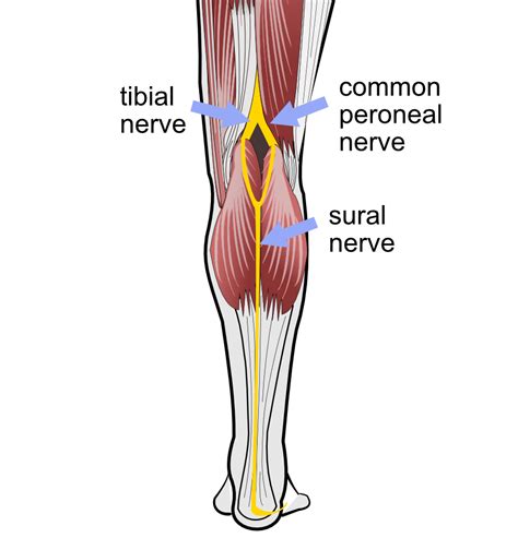 Deep Peroneal Nerve Kneeguru