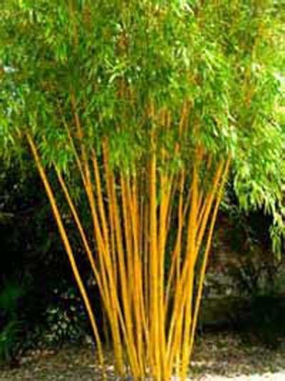 Phyllostachys Vivax Aureocaulis Zauberbambus 300 350 Cm Im 50 Liter