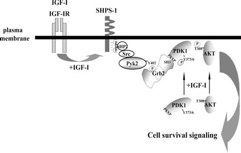 Pdk1 Recruitment To The Shps 1 Signaling Complex Enhances Insulin Like Growth Factor I