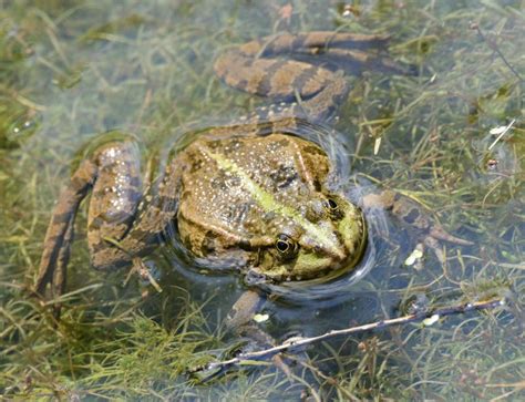 Croaking frog stock photo. Image of lily, croaking, eyes - 8943468