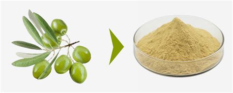 Olive Leaf Extract Oleuropein, Hydroxytyrosol Powder Supplier