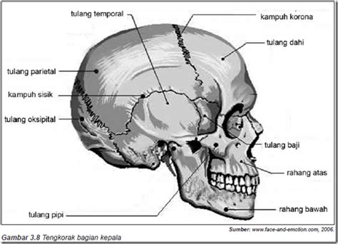 Tulang Tengkorak Cranium Bentuk Susunan Dan Fungsi Pengertian