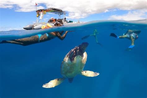 Snorkel Y Avistamiento De Delfines En Lanai Desde Lahaina Maui