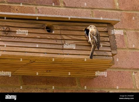 House Sparrow passer domesticus female bird and nesting box in breeding season. Sparrow visits ...