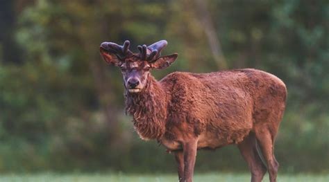 What Makes Deer Antlers Grow? - animallifehub.com