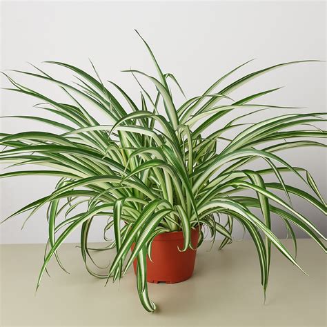 Best Flower Pot For Spider Plants